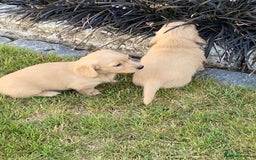 Miniature Dachshund dogs for sale: English Cream Mini Long Haired Dachshund  - Image 3