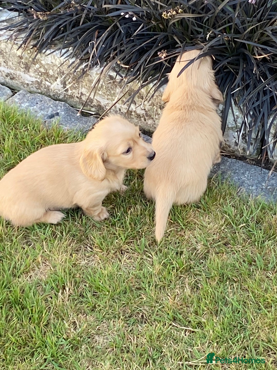 Miniature Dachshund dogs for sale: English Cream Mini Long Haired Dachshund  - Image 3