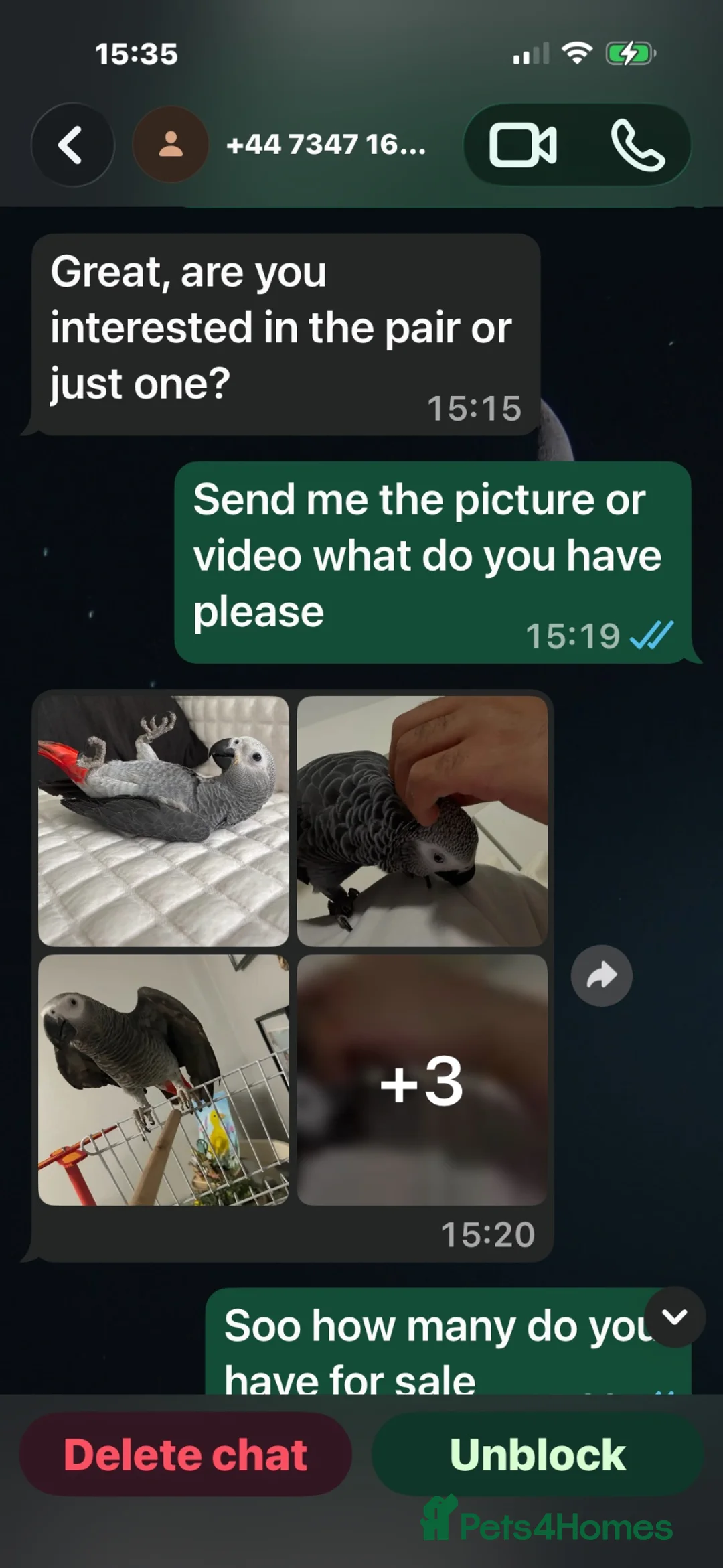 Parrots birds for sale: Parrot scammer - Advert 2