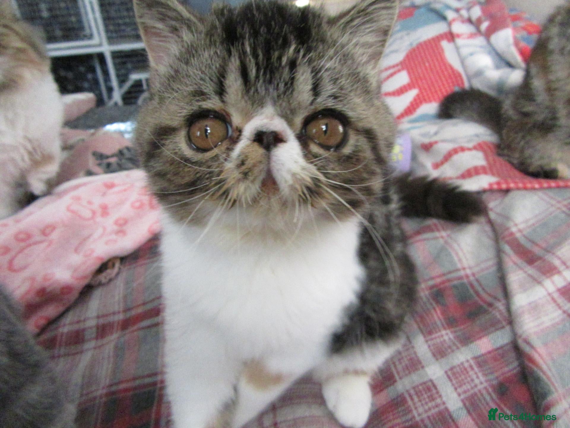 Exotic cats Super sweet Exotic female kitten READY NOW - Advert 12