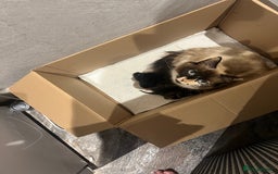 Mixed Breed cats for sale: Beautiful mixed part Siamese kittens  - Image 10