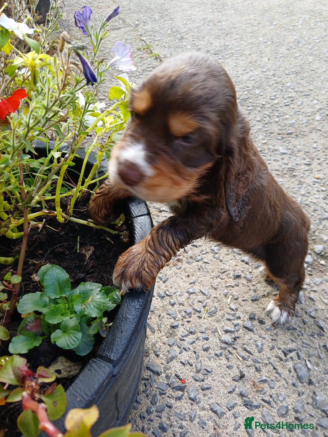 Cocker Spaniel dogs for sale: Stunning KC Show Type Cocker Spaniels - Image 9