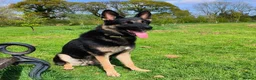 German Shepherd dogs for stud: German Shepherd Dog for stud - Advert 25