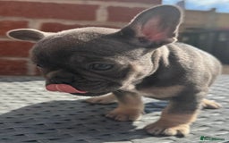 French Bulldog dogs for sale: NOW REDUCED, final 2 KC reg frenchies in Sheffield - Image 16