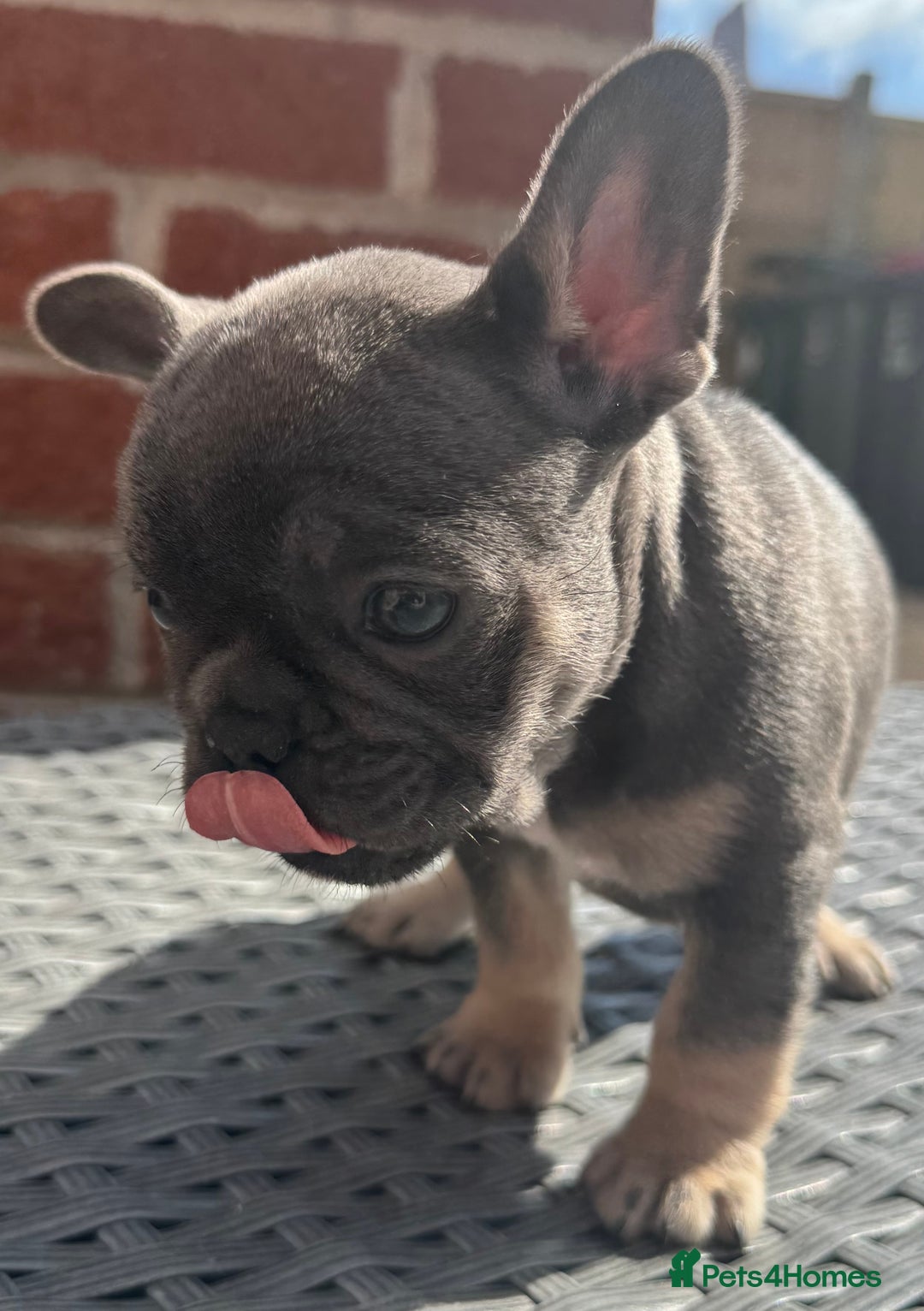French Bulldog dogs for sale: NOW REDUCED, final 2 KC reg frenchies in Sheffield - Image 16