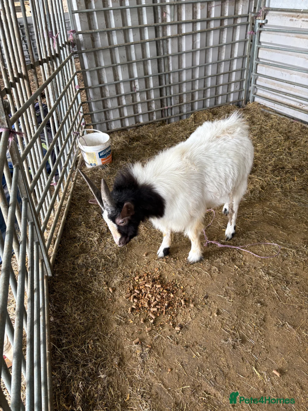 Goats livestock for sale: Boer goat x Pygmy in Barnstaple - Advert 3