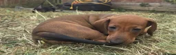 Dachshund dogs for sale:  kc registered standard smooths - Advert 11