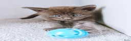 Maine Coon cats for sale: Blue maine coon kittens -DNA health tested parents - Advert 28