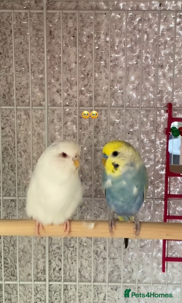 Budgerigars birds 2 budgies  - Advert 5