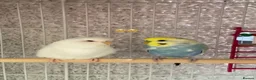 Budgerigars birds for sale: 2 budgies  - Advert 1
