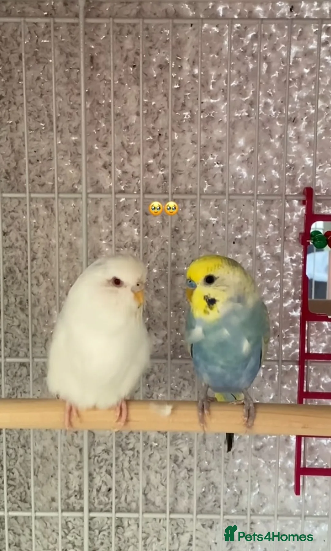 Budgerigars birds for sale: 2 budgies  - Advert 1