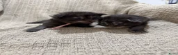Maine Coon cats for sale: Exceptional Smoke / classic MAINCOON kittens  - Advert 18