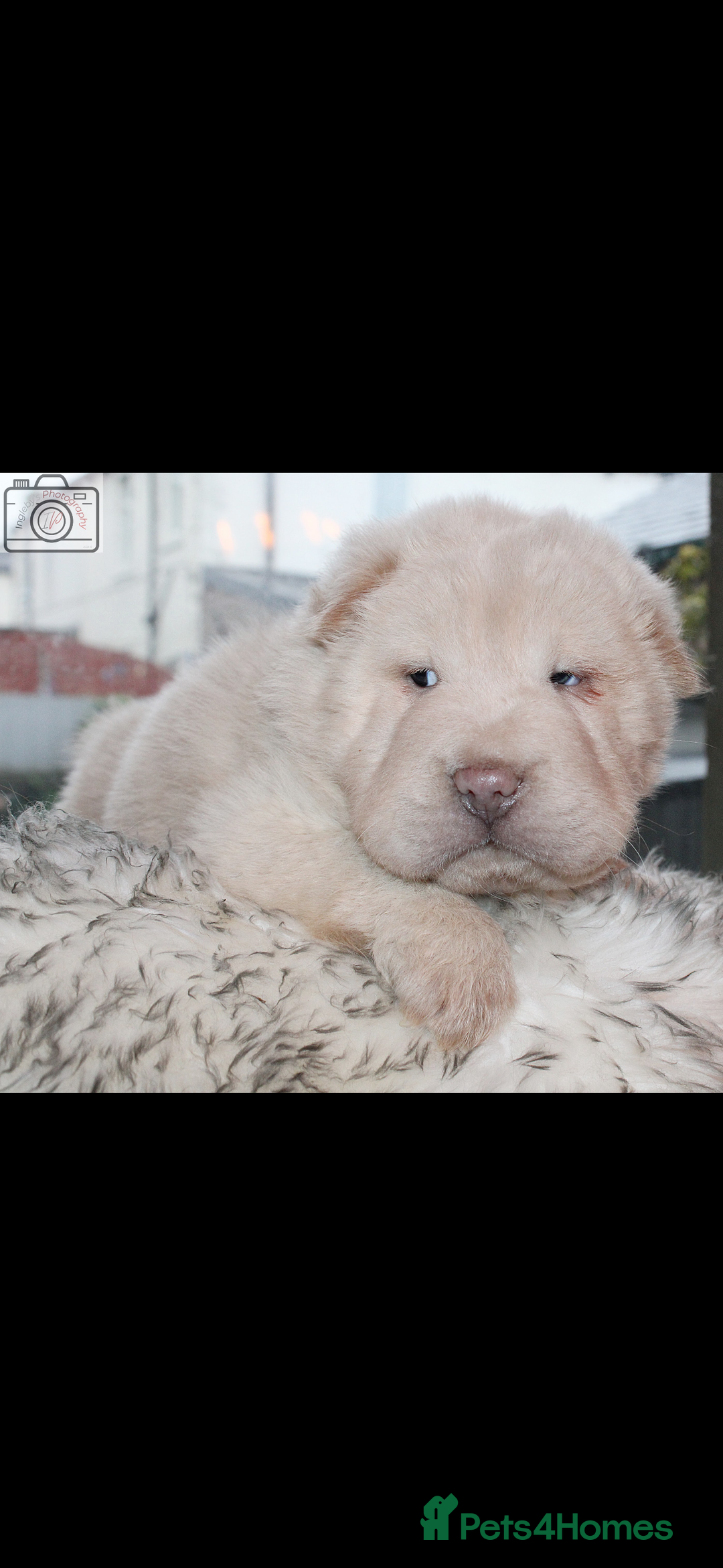 Shar Pei dogs for sale: 3  Gorgeous bears 🐻  - Advert 8