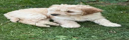 Cockapoo dogs for sale: READY NOW F1 Cockapoo boys  - Advert 8