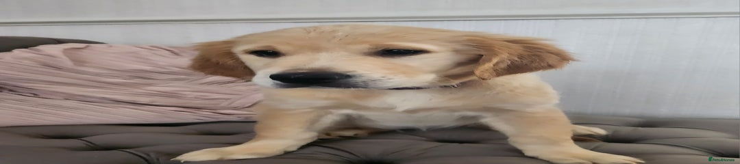 Golden Retriever Puppy 3