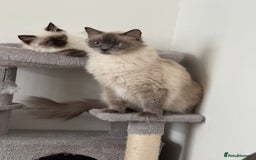 Ragdoll cats for sale: Ragdoll seal point girl GCCF reg - Image 7