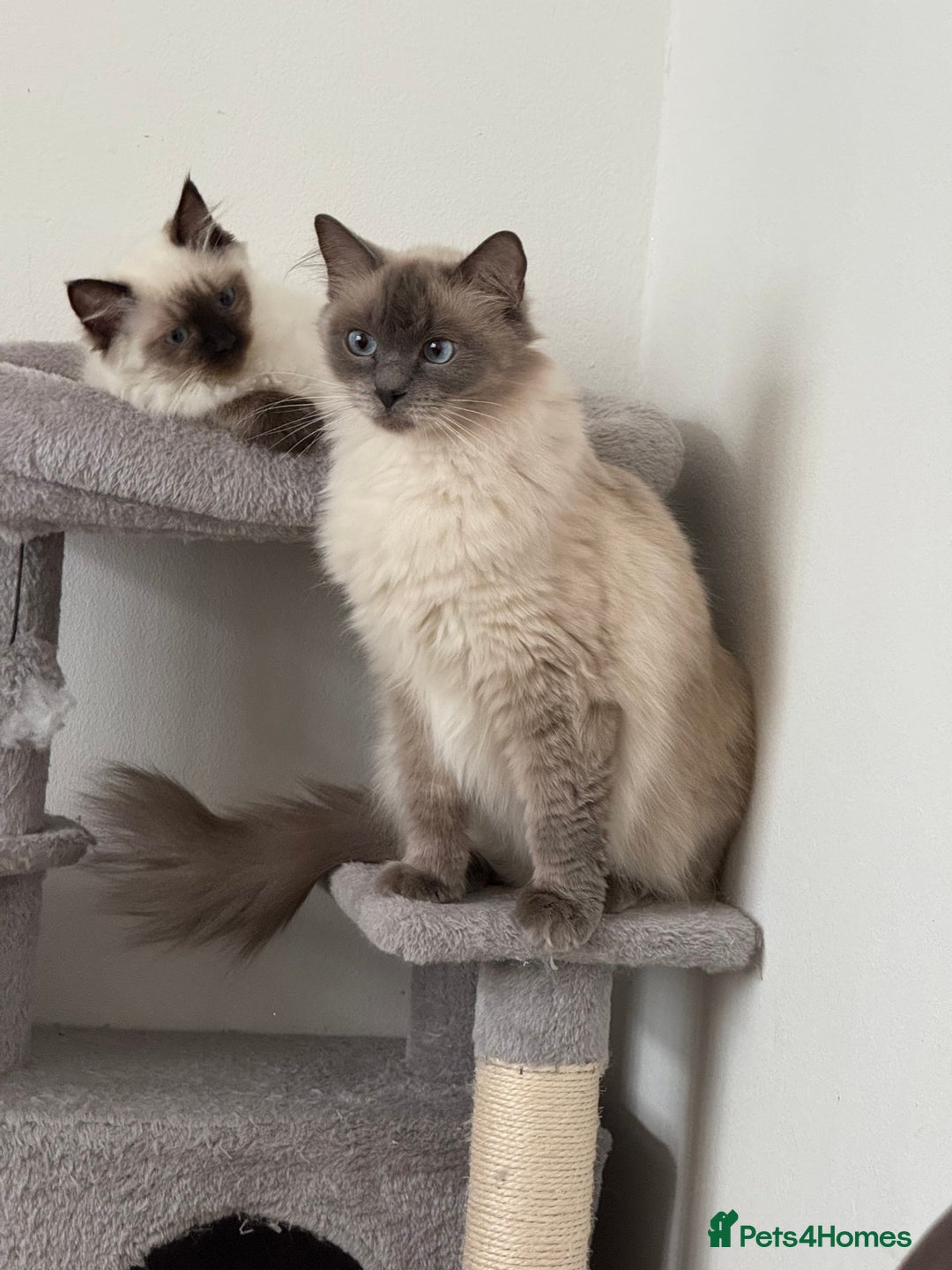 Ragdoll cats for sale: Ragdoll seal point girl GCCF reg - Image 7
