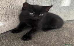 Mixed Breed cats for sale: 3 male kittens  - Image 4