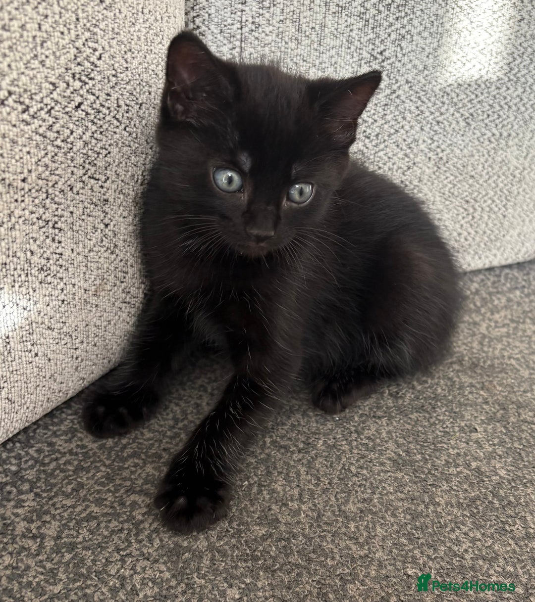 Mixed Breed cats for sale: 3 male kittens  - Image 4