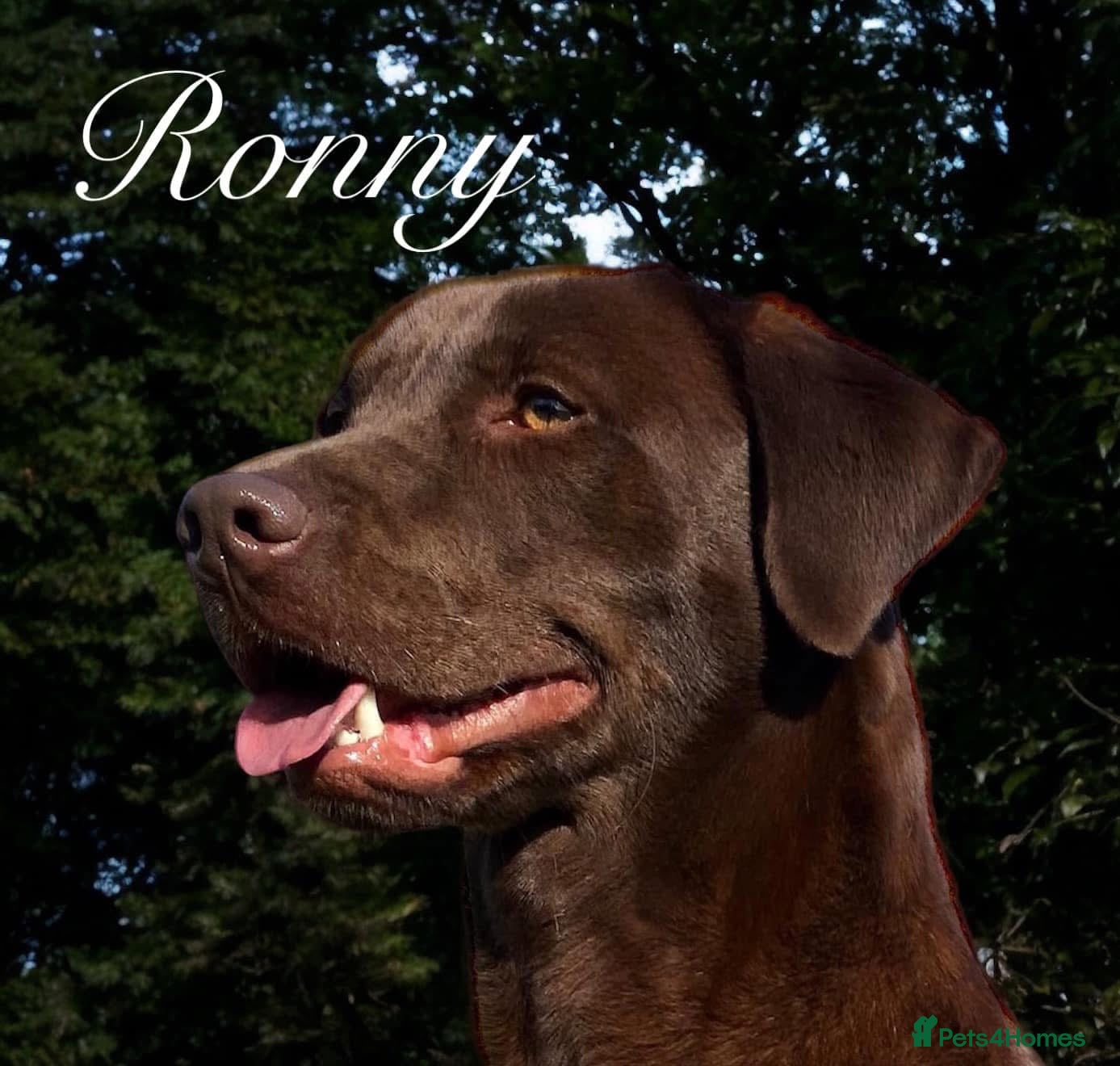 Labrador Retriever dogs Stunning choc lab pups due  . 5🌟 Health status  - Advert 18