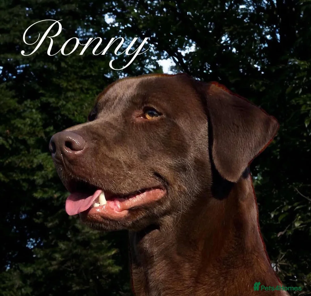 Labrador Retriever dogs for sale: Stunning choc lab pups due  . 5🌟 Health status  - Advert 1