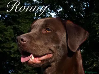 Labrador Retriever dogs Stunning choc lab pups due . 5🌟 Health status - Advert 18