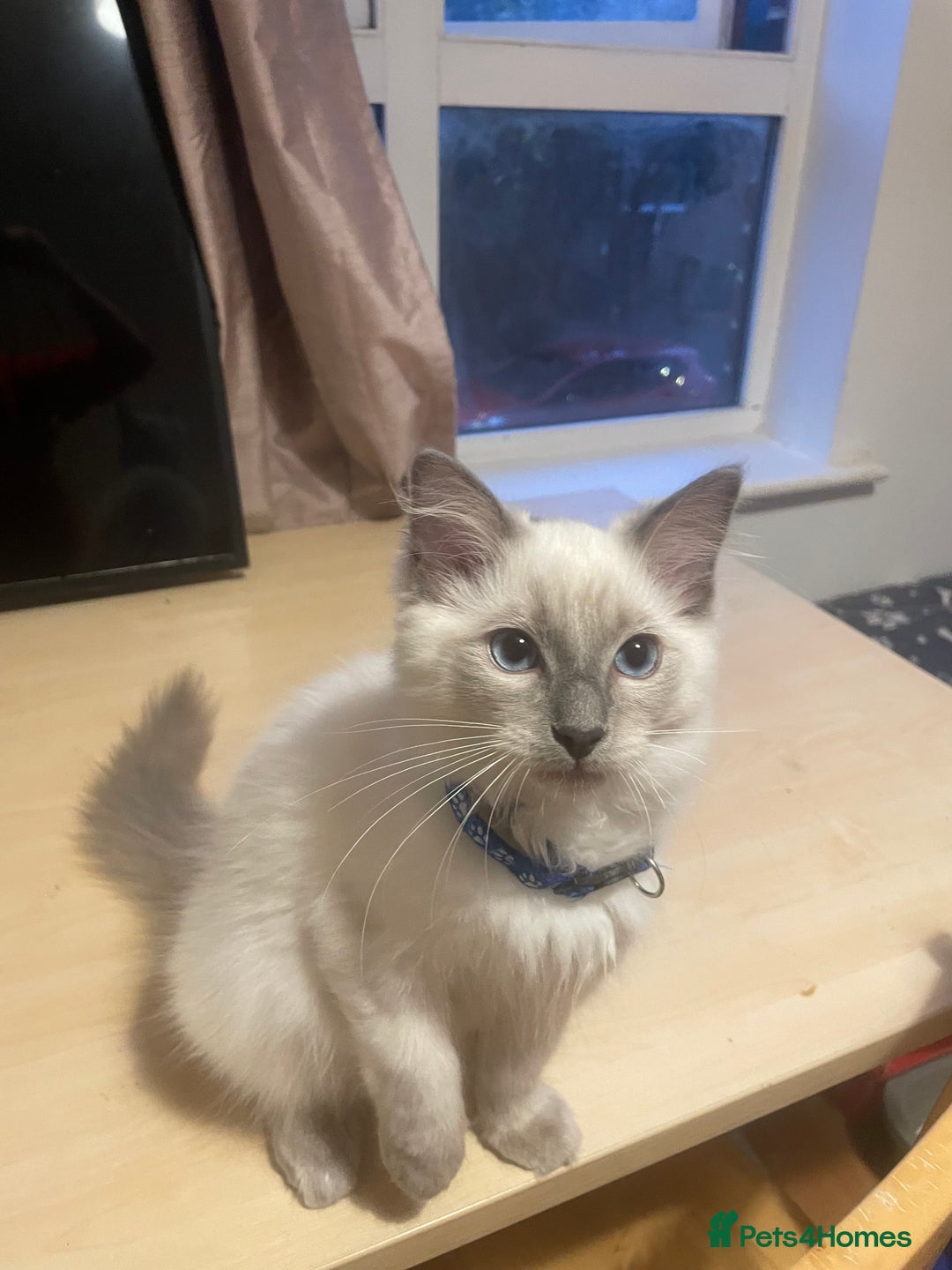Ragdoll cats for sale:  Ragdoll kittens  - Image 16