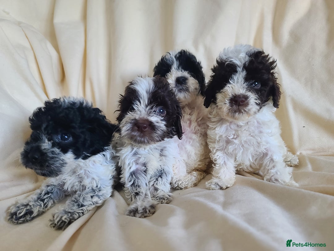 Cockapoo dogs for sale: SUPER PLUSH COATS. F1b Cockapoos. Health Tested - Image 7