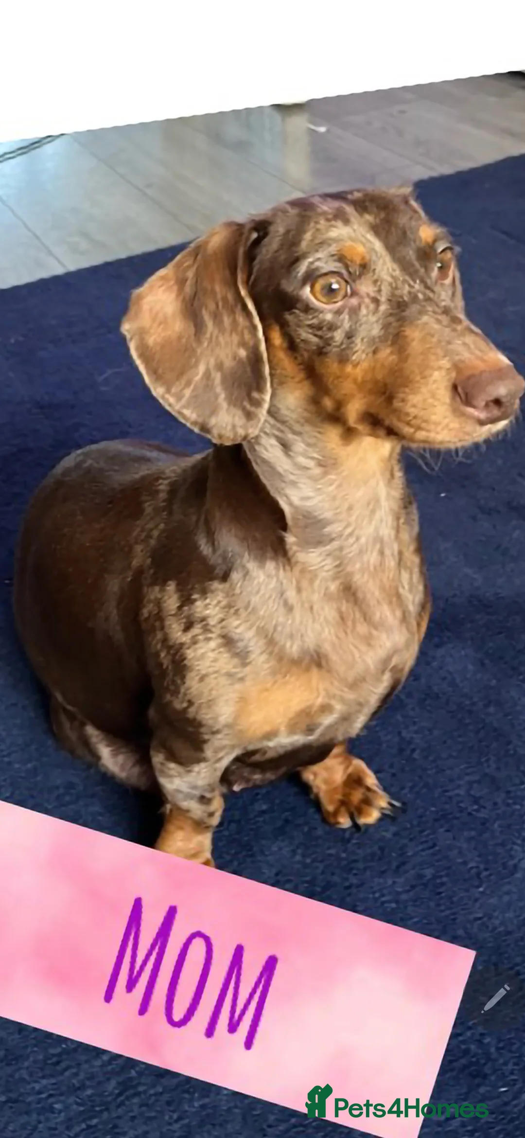 Dachshund dogs for sale: Dashhound puppies - Advert 2