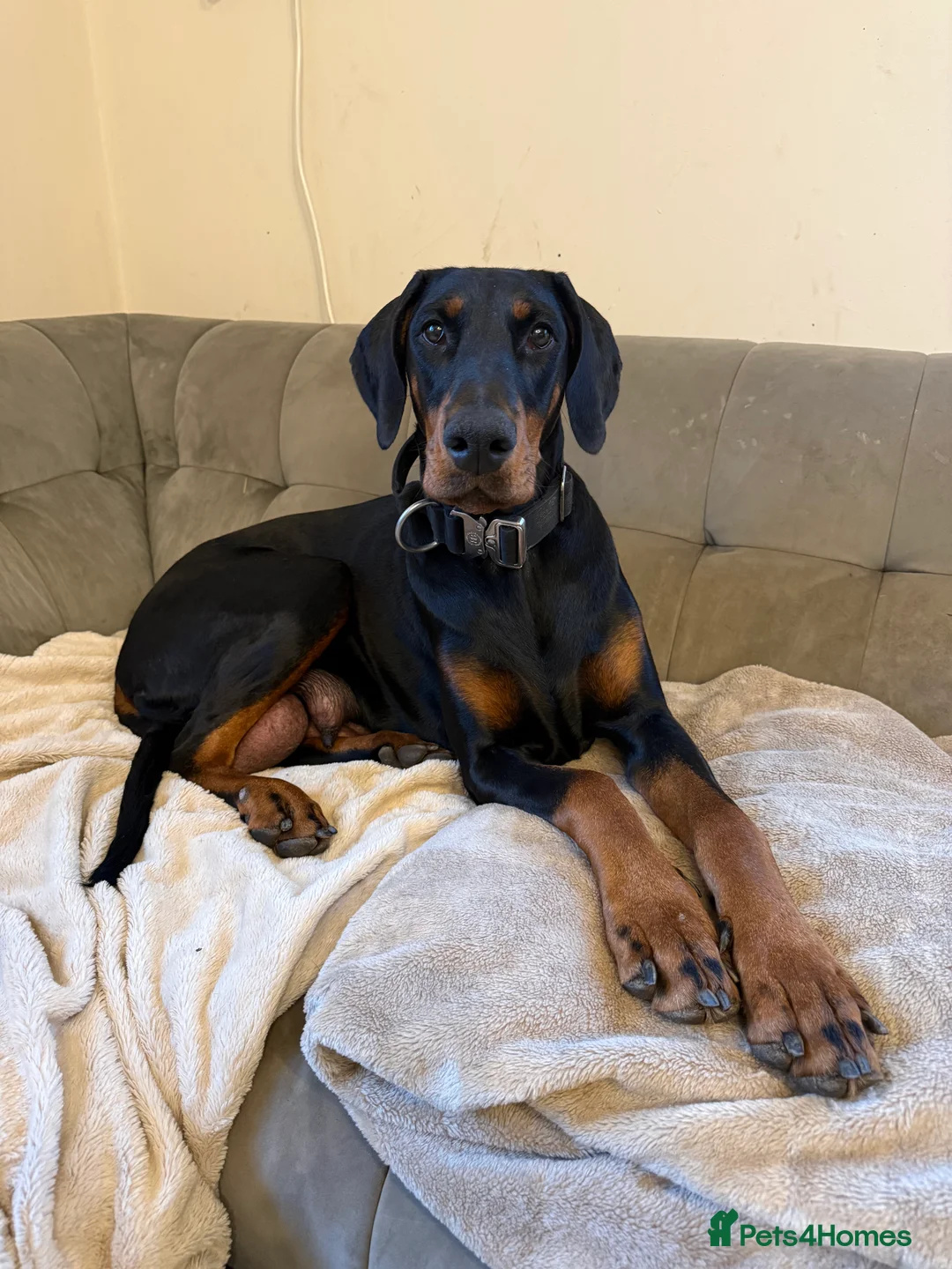 Dobermann dogs for sale: OUTSTANDING FULL EUROPEAN DOBERMAN - Advert 3