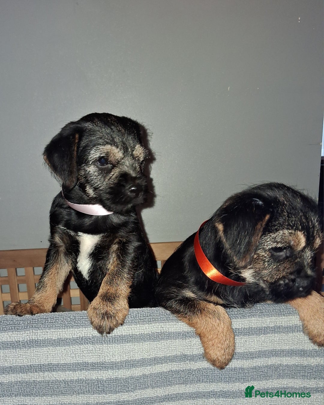 Border Terrier dogs for sale: Kc Reg Border Terrier Puppies  - Advert 6
