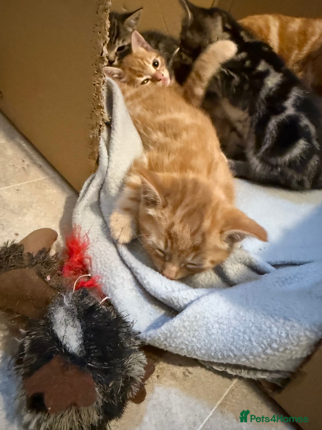 British Shorthair cats for sale: Gorgeous kittens  - Advert 31