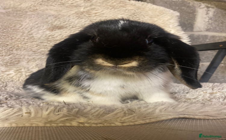 Mini Lop rabbits - Advert 3