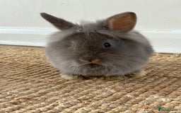 Lionhead rabbits for sale: Lionhead Brown & Blue Otters  - Advert 1