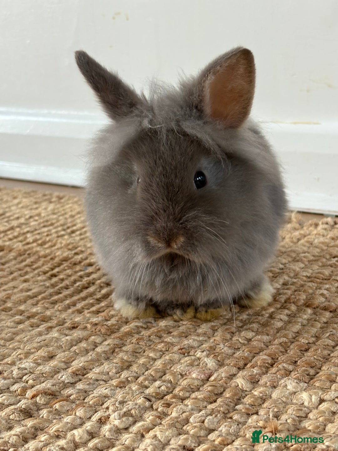 Lionhead rabbits for sale: Lionhead Brown & Blue Otters  - Advert 1