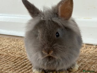 Lionhead rabbits Lionhead Brown & Blue Otters - Advert 2