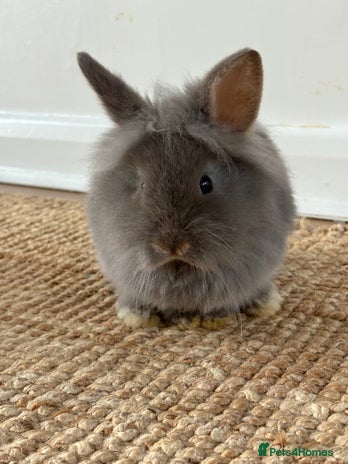 Lionhead rabbits Lionhead Brown & Blue Otters - Advert 1