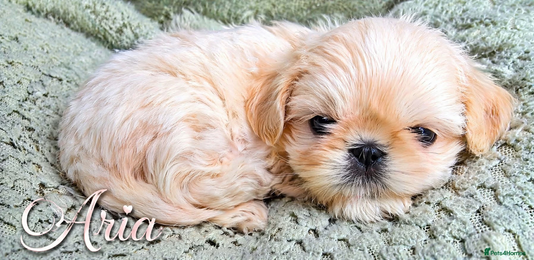 Shih Tzu dogs Blue wrapped in cream imperial shih tzu  - Advert 3