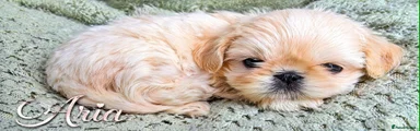 Shih Tzu Puppy 2