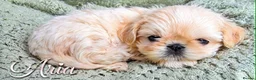 Shih Tzu dogs for sale: Ready to leave imperial shih tzu  - Advert 11