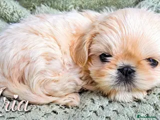 Shih Tzu dogs Blue wrapped in cream imperial shih tzu - Advert 3