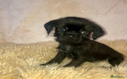 Mixed Breed dogs for sale: ADORABLE LITTER OF SHIH TZU/CHIHUAHUAS - Image 5
