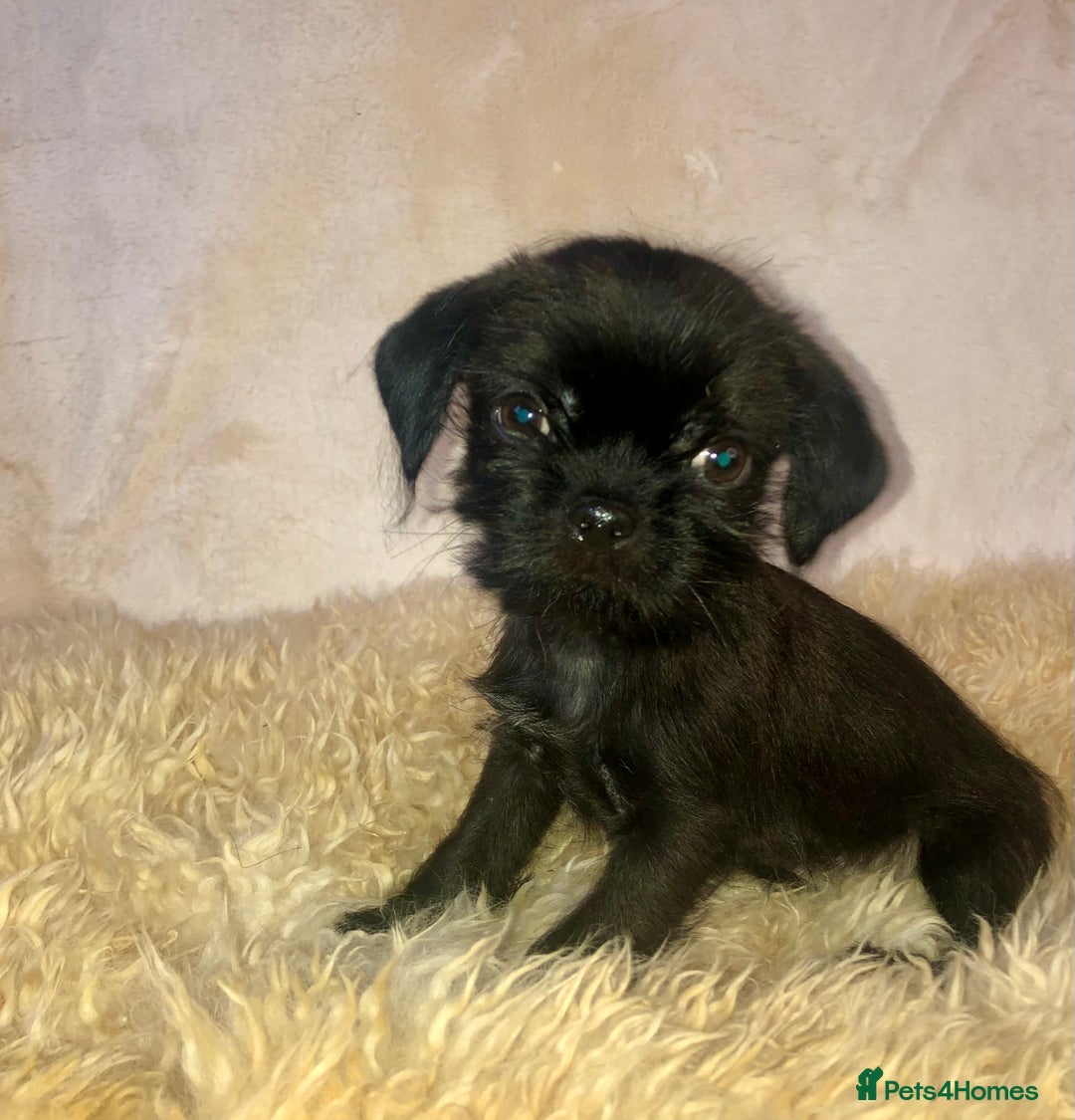 Mixed Breed dogs for sale: ADORABLE LITTER OF SHIH TZU/CHIHUAHUAS - Image 5