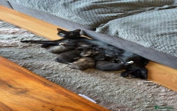 American Shorthair cats for sale: 4 kittens for sale - Image 5