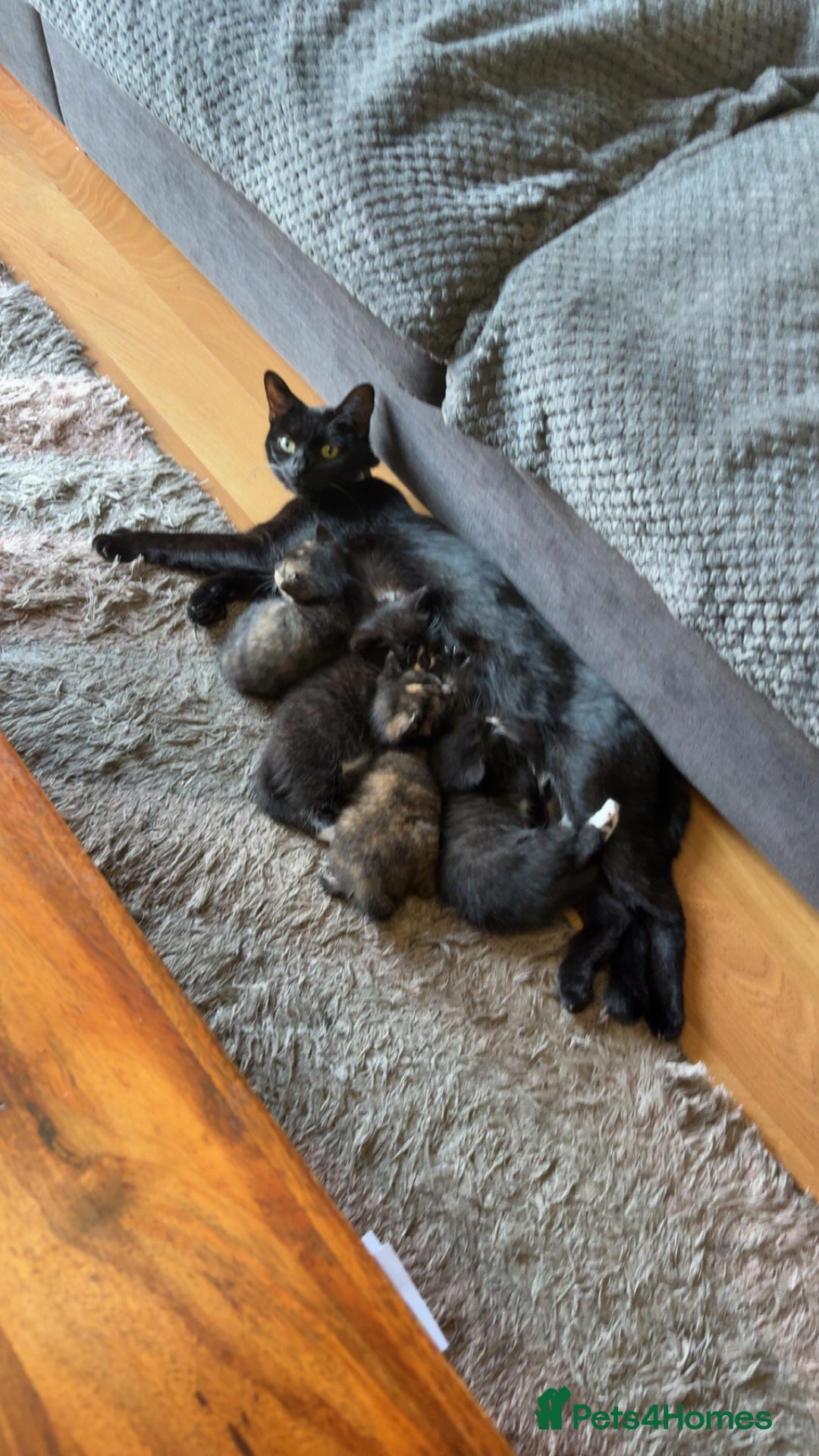 American Shorthair cats for sale: 4 kittens for sale - Image 5