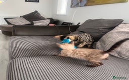 Bengal cats for sale: Stunning full pedigree bengal kittens *READY*  - Image 6