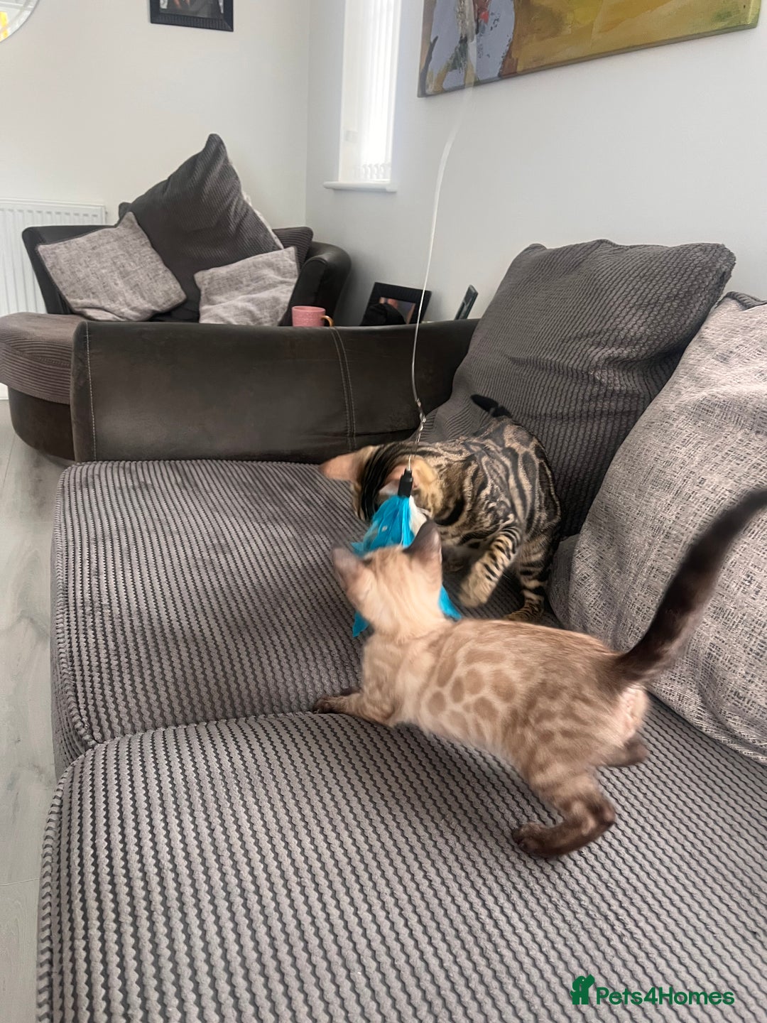 Bengal cats for sale: Stunning full pedigree bengal kittens *READY*  - Image 6