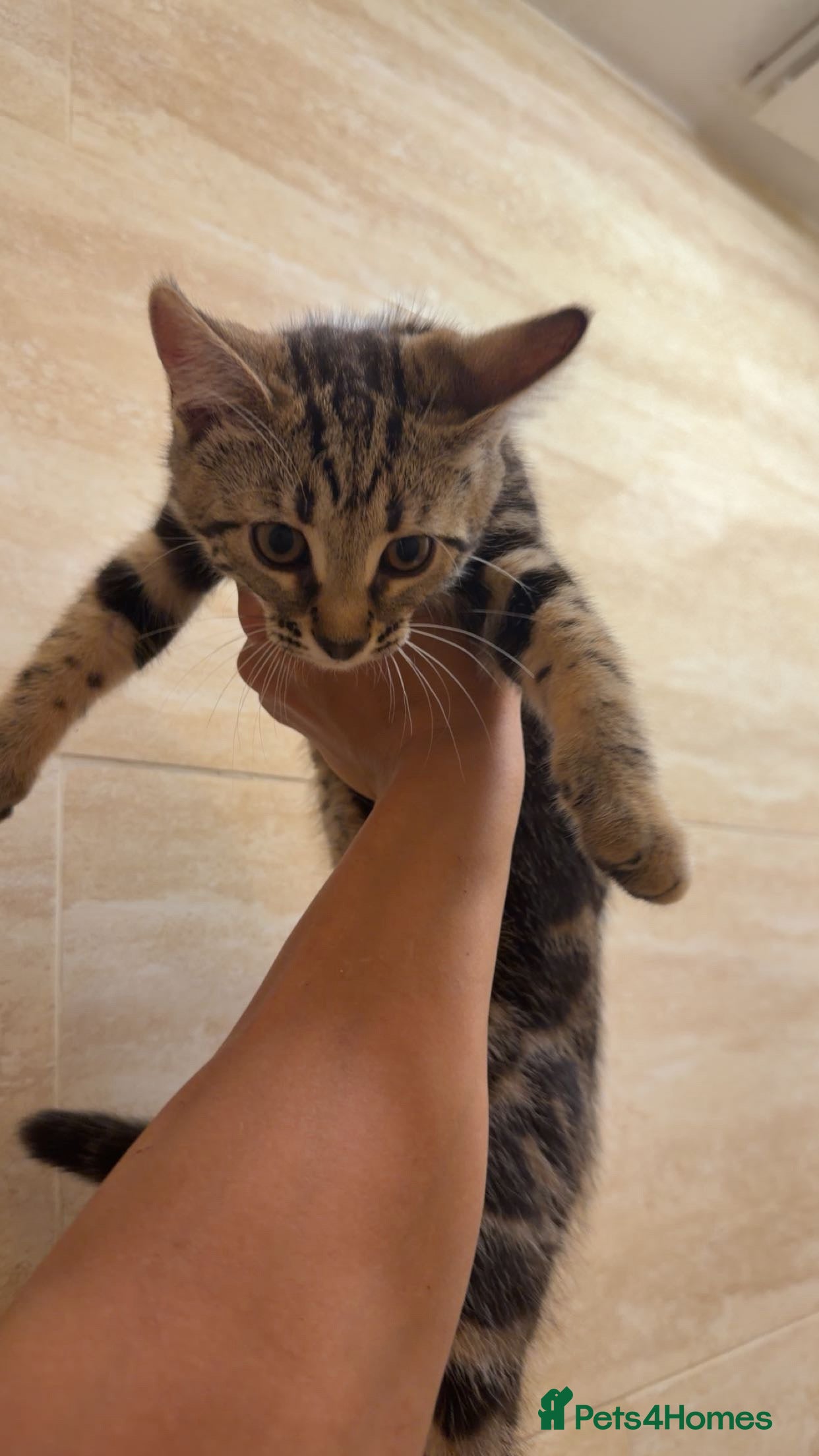 Mixed Breed cats for sale: BENGAL MIX KITTENS 4 SALE SOUTH LONDON - Advert 19