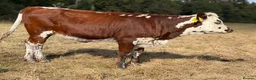 Cows & Bulls livestock for sale: Jersey cow and two Hereford X, 1 with calf at foot - Advert 4