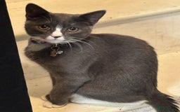 Mixed Breed cats for sale: FREE Female cat  - Image 1